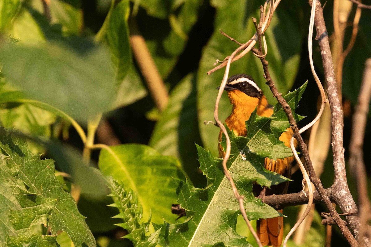 White-browed Robin-Chat - ML641340953