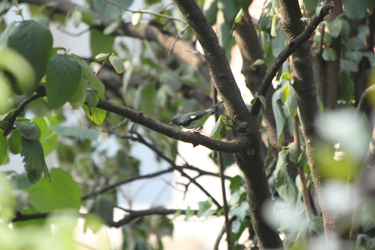 Black-throated Blue Warbler - ML641340955