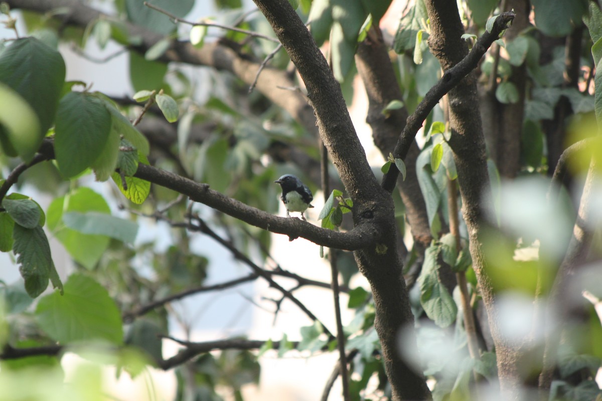 Black-throated Blue Warbler - ML641340956