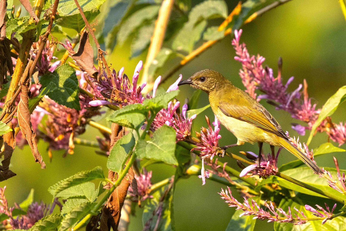 Olive Sunbird - ML641340961