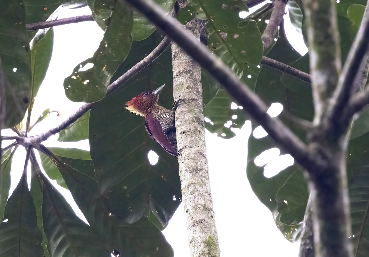 Banded Woodpecker - ML641340962
