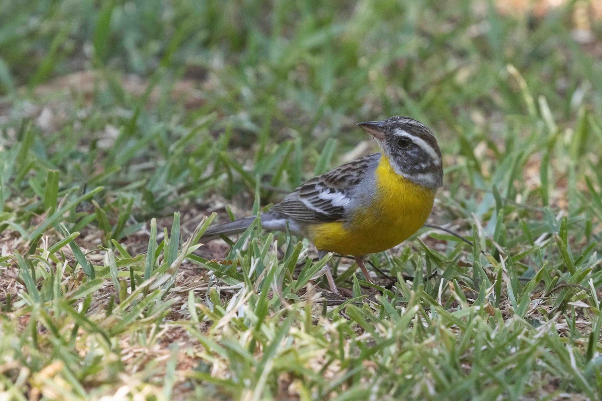 Cabanis's Bunting - ML641340972