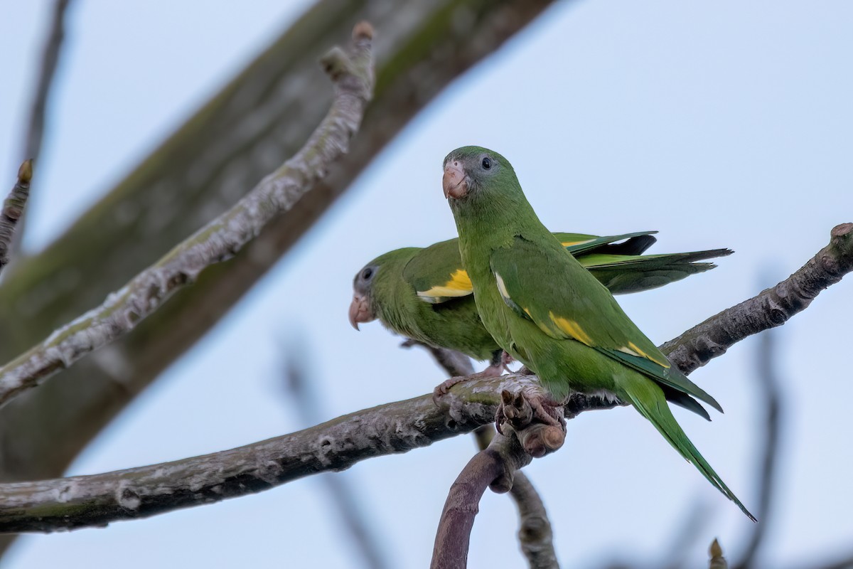 White-winged Parakeet - ML641340977