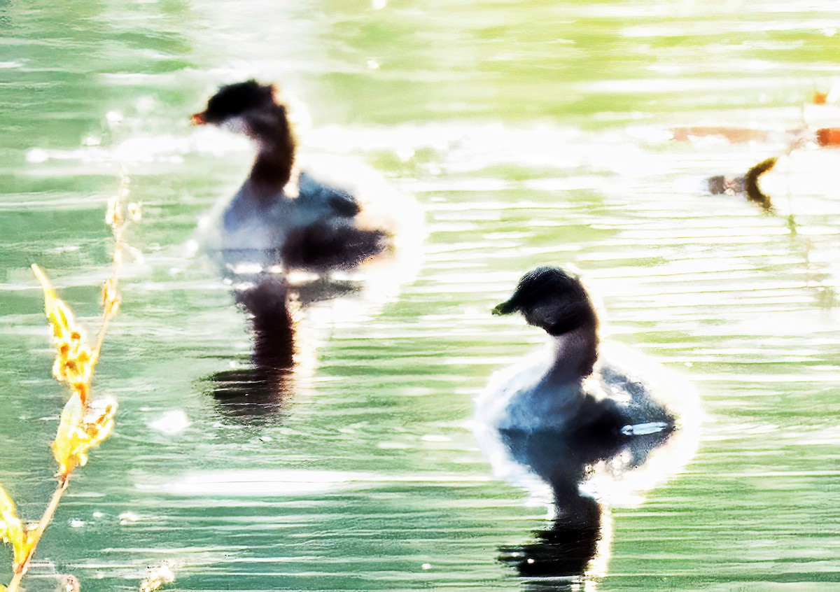 Pied-billed Grebe - ML641341000