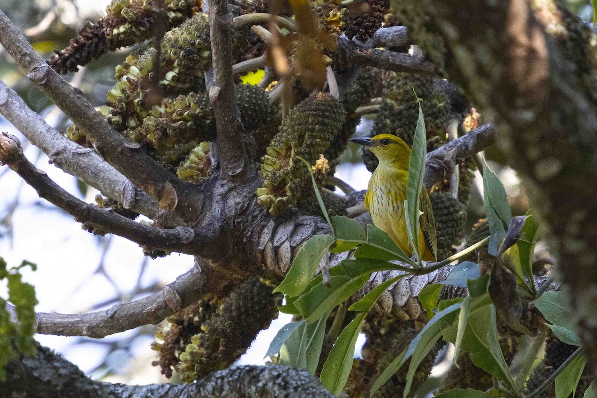 African Golden Oriole - ML641341004