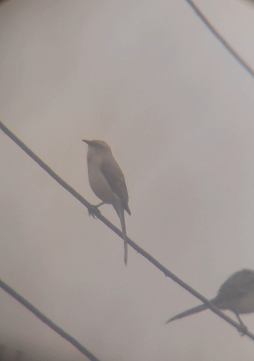 Tropical Mockingbird - ML641341020