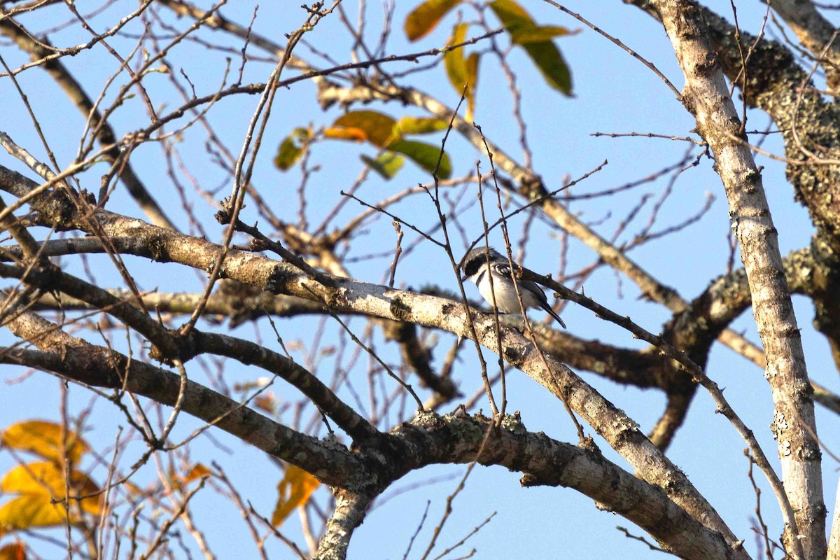Pale Batis - ML641341065