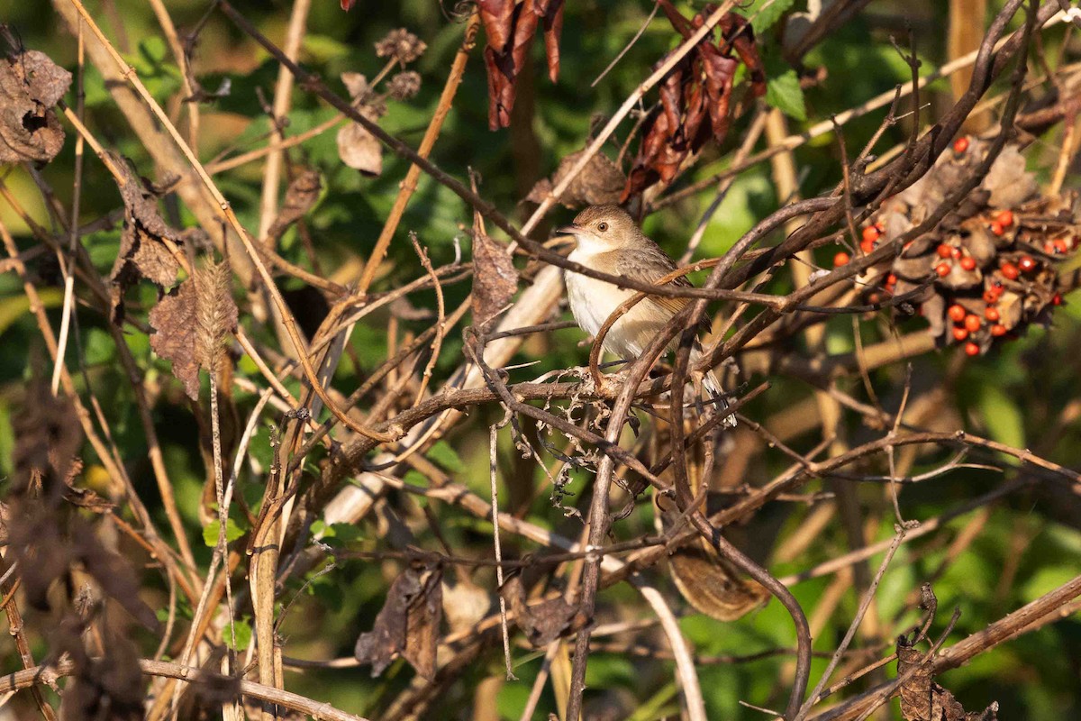 Singing Cisticola - ML641341072