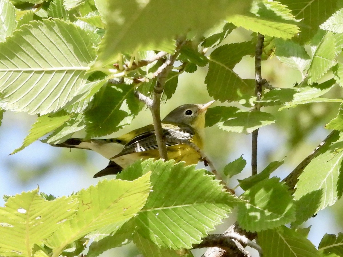 Magnolia Warbler - ML641341112