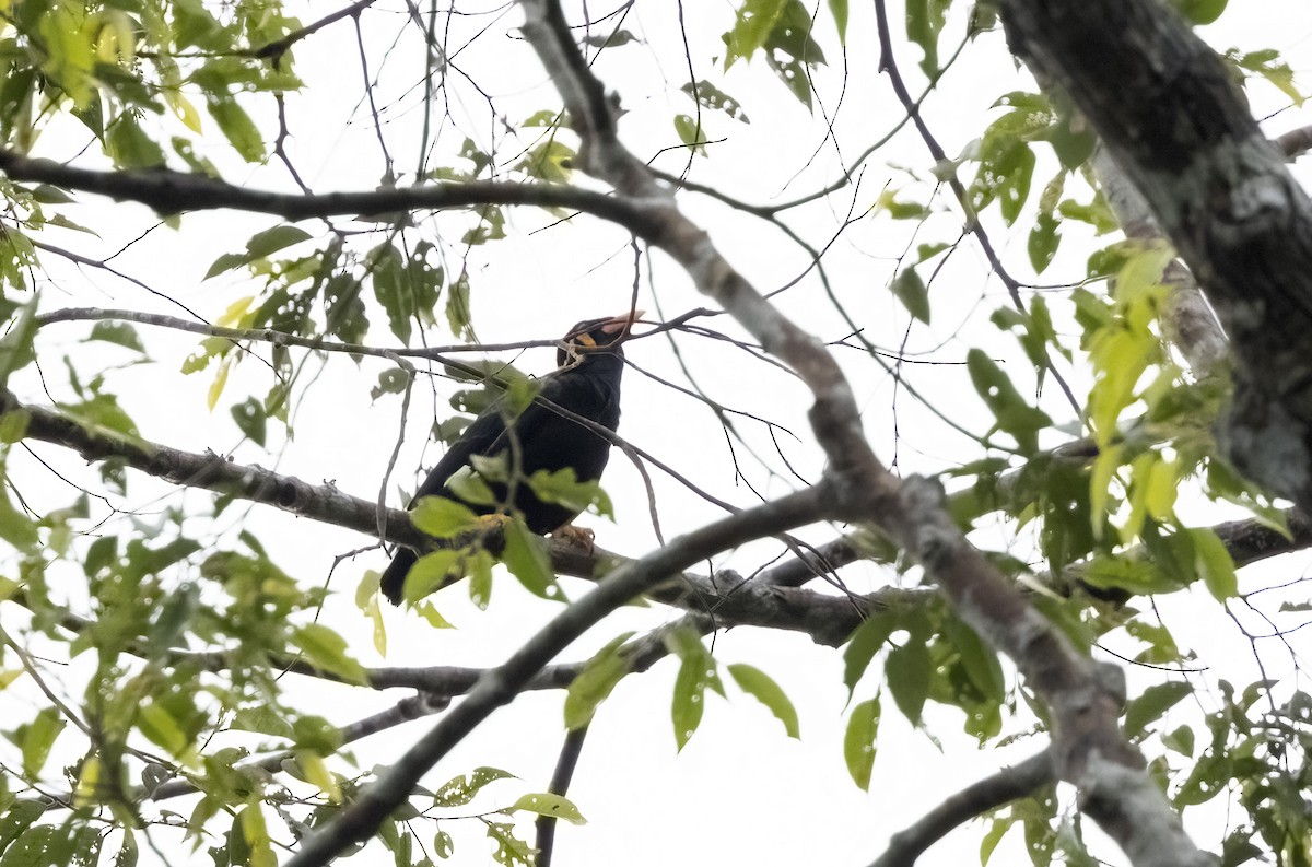 Common Hill Myna - ML641341117
