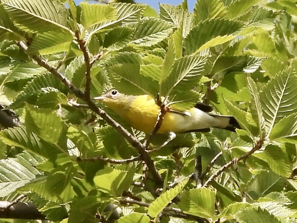 Magnolia Warbler - ML641341121