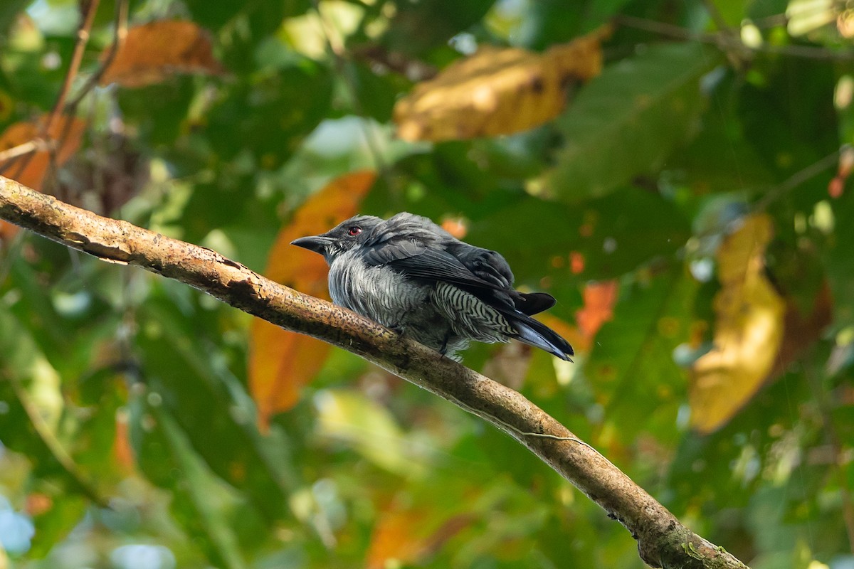 Andaman Cuckooshrike - ML641341124
