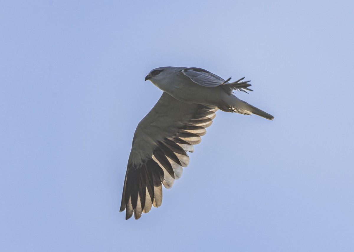 Black-winged Kite - ML641341126