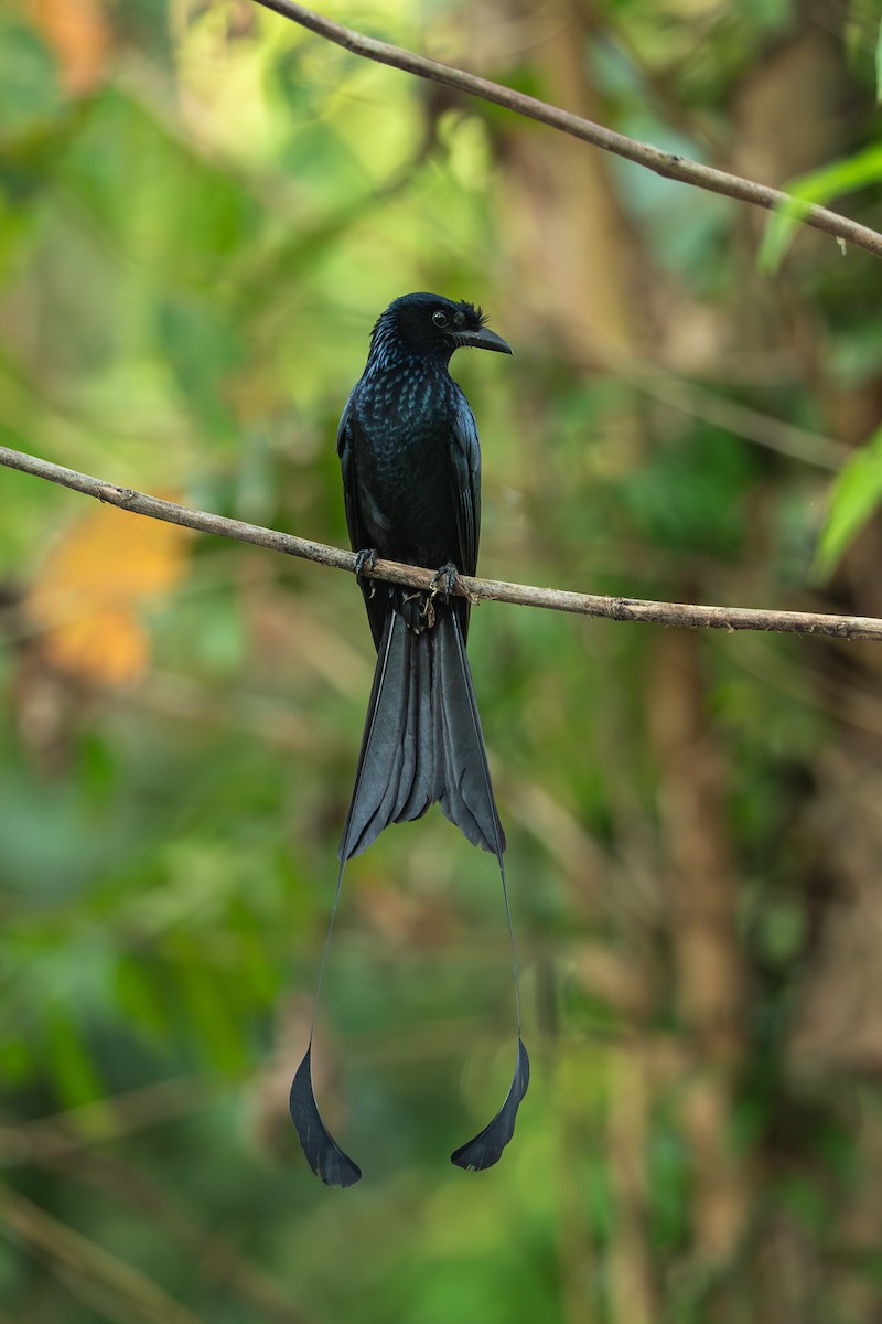 Greater Racket-tailed Drongo - ML641341130