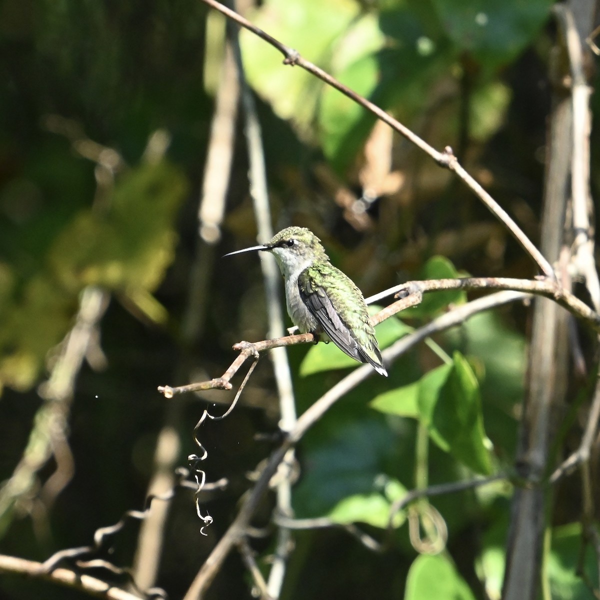 Ruby-throated Hummingbird - ML641341131