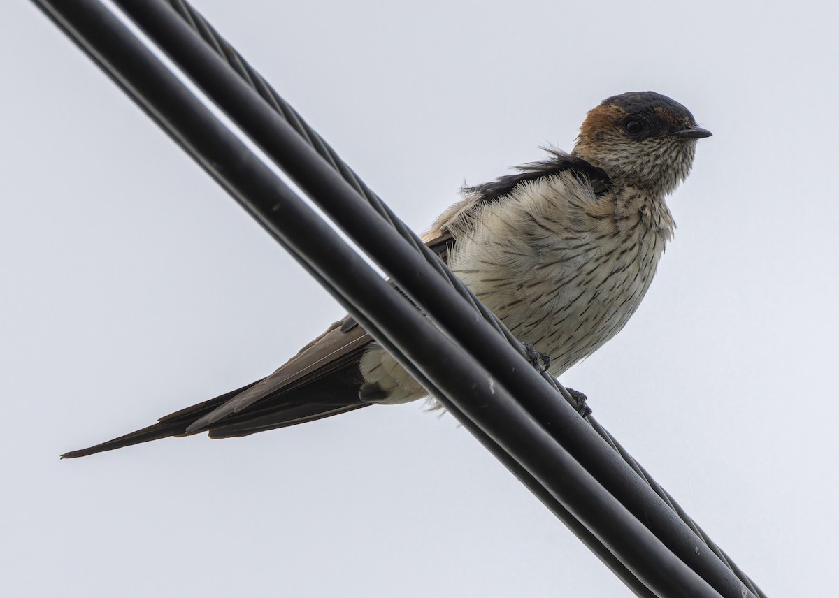 Eastern Red-rumped Swallow - ML641341132
