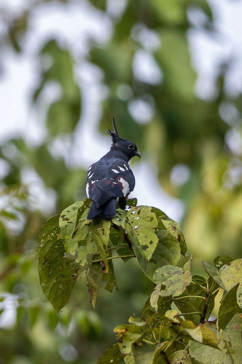 Black Baza - ML641341134