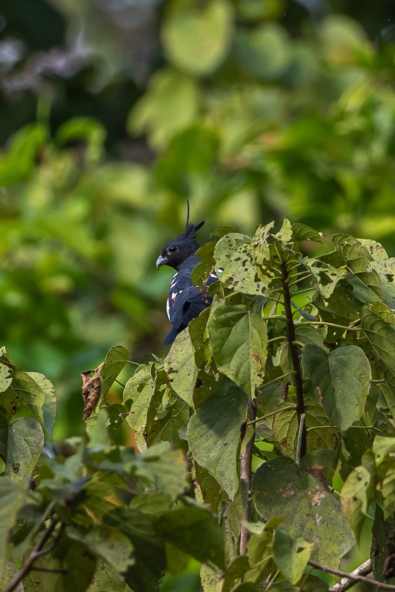 Black Baza - ML641341135