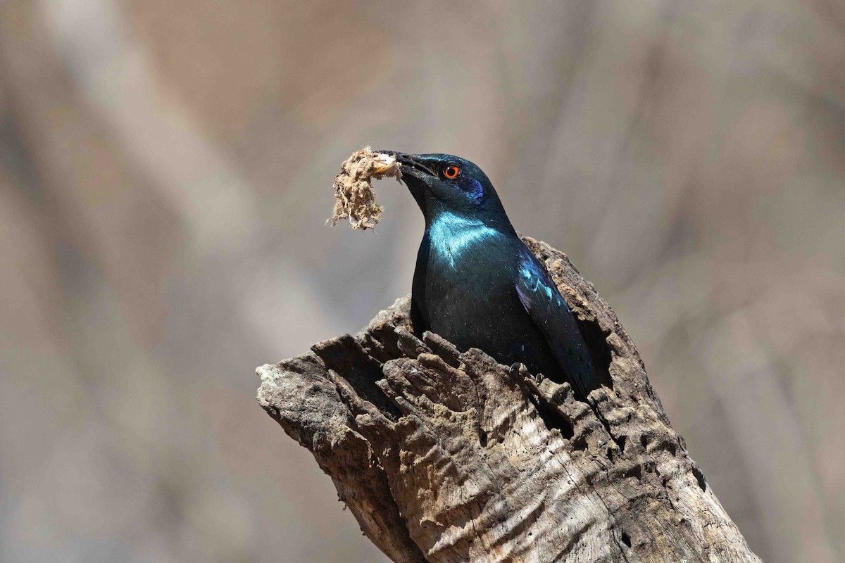 Lesser Blue-eared Starling - ML641341136