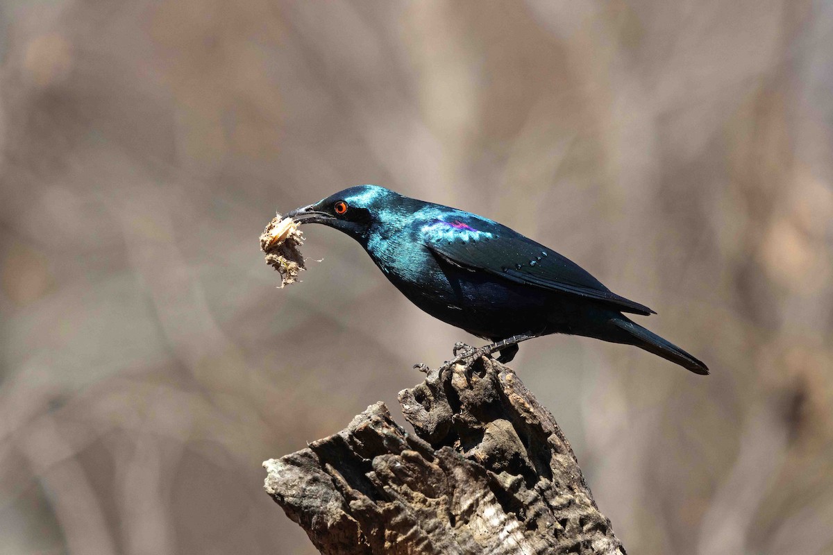 Lesser Blue-eared Starling - ML641341137