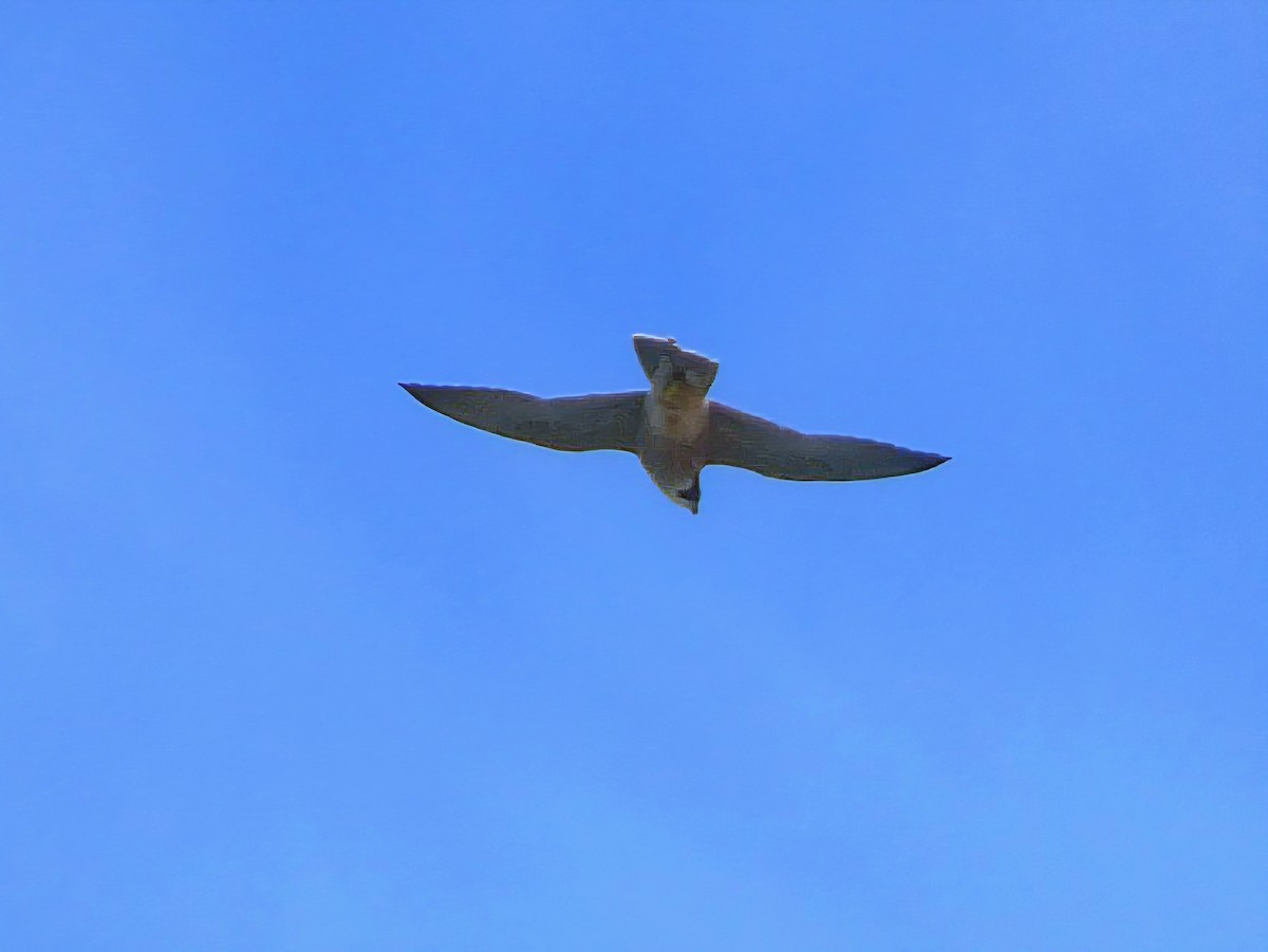 Эгэл шонхор - ML641341140