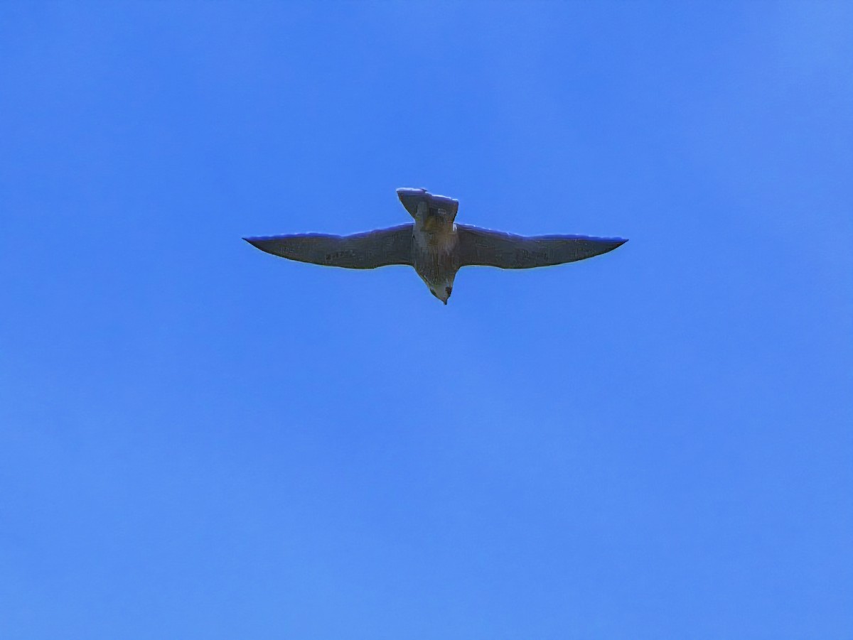 Эгэл шонхор - ML641341141