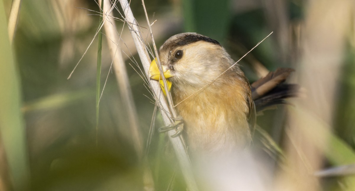 Reed Parrotbill - ML641341142