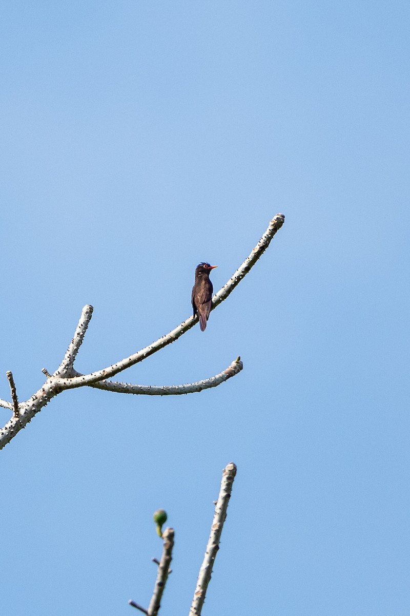 Violet Cuckoo - ML641341145