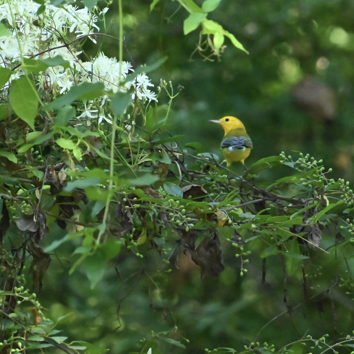 Prothonotary Warbler - ML641341152