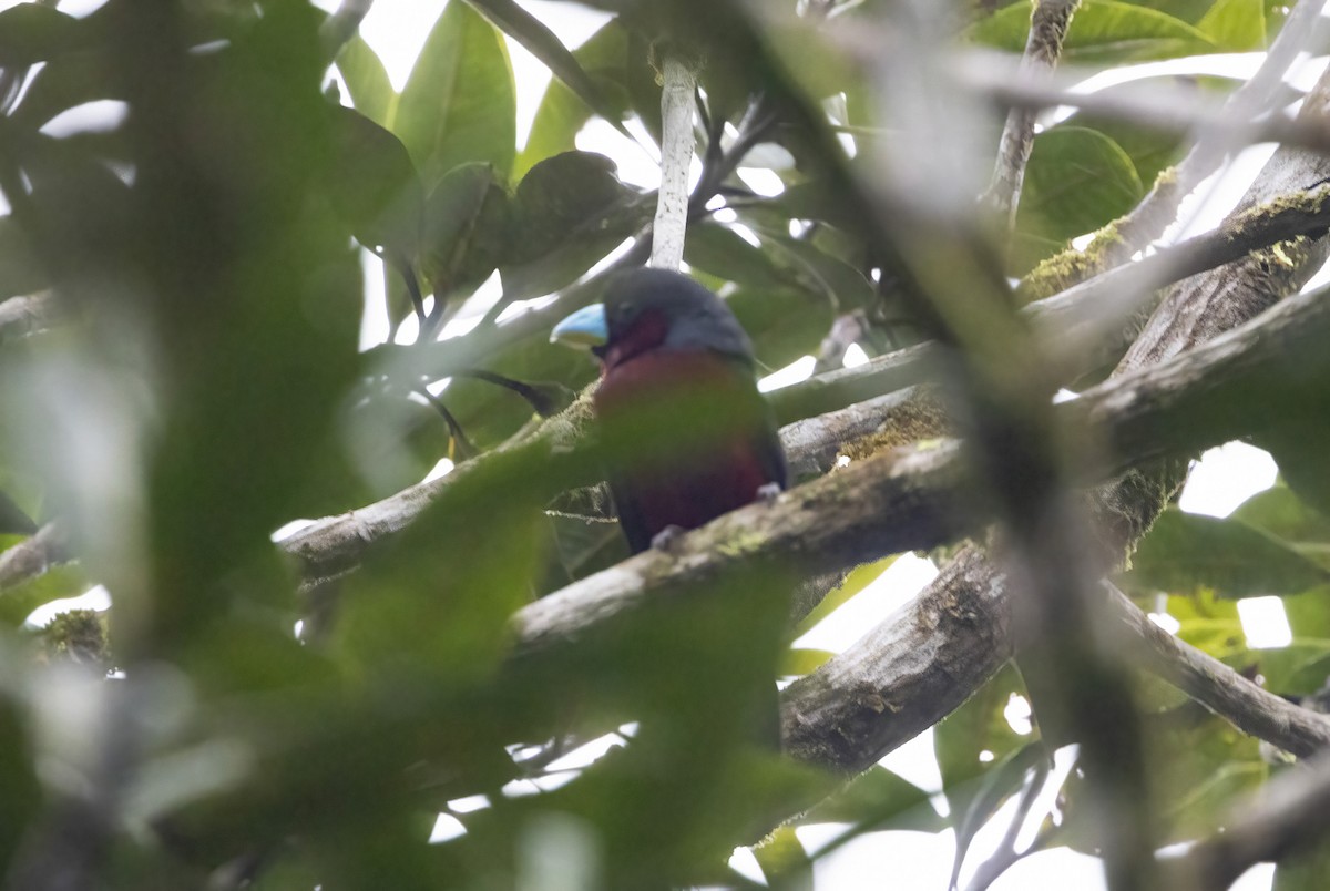 Black-and-red Broadbill - ML641341169