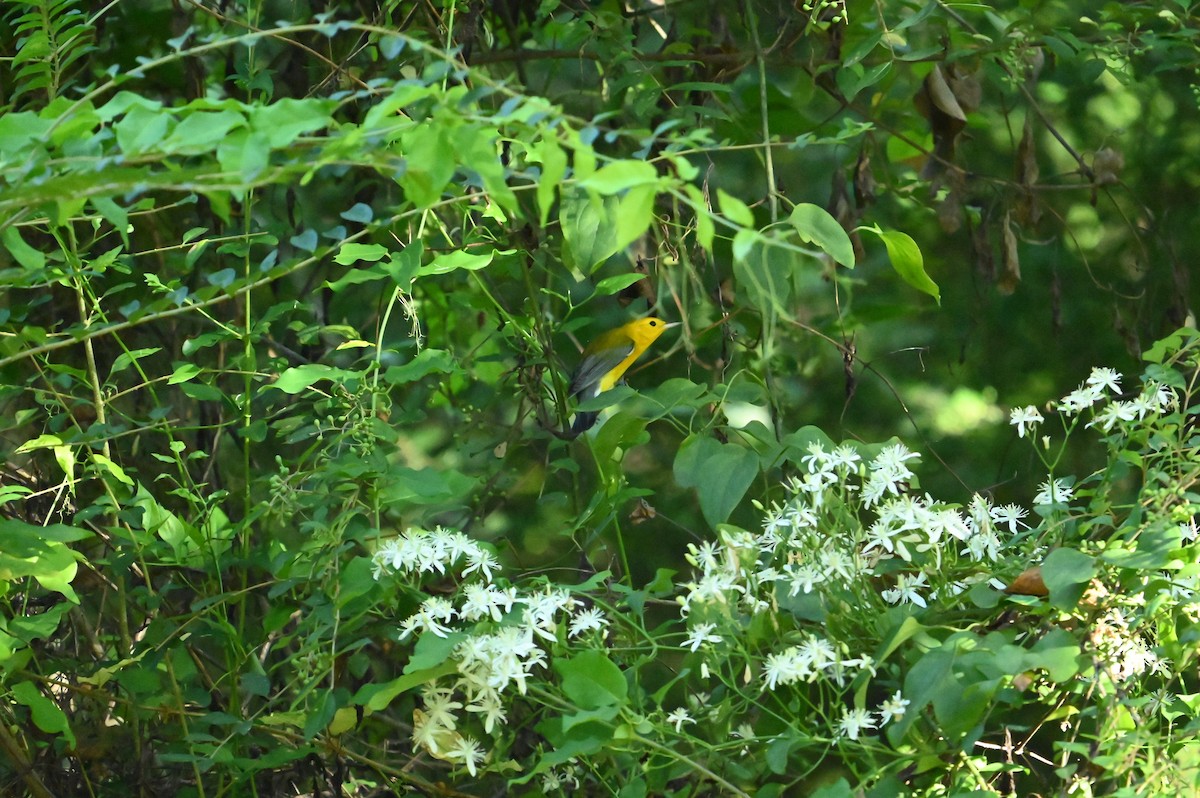 Prothonotary Warbler - ML641341170