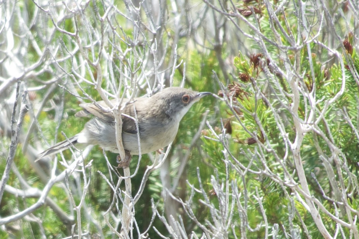 Sardinian Warbler - ML641341172