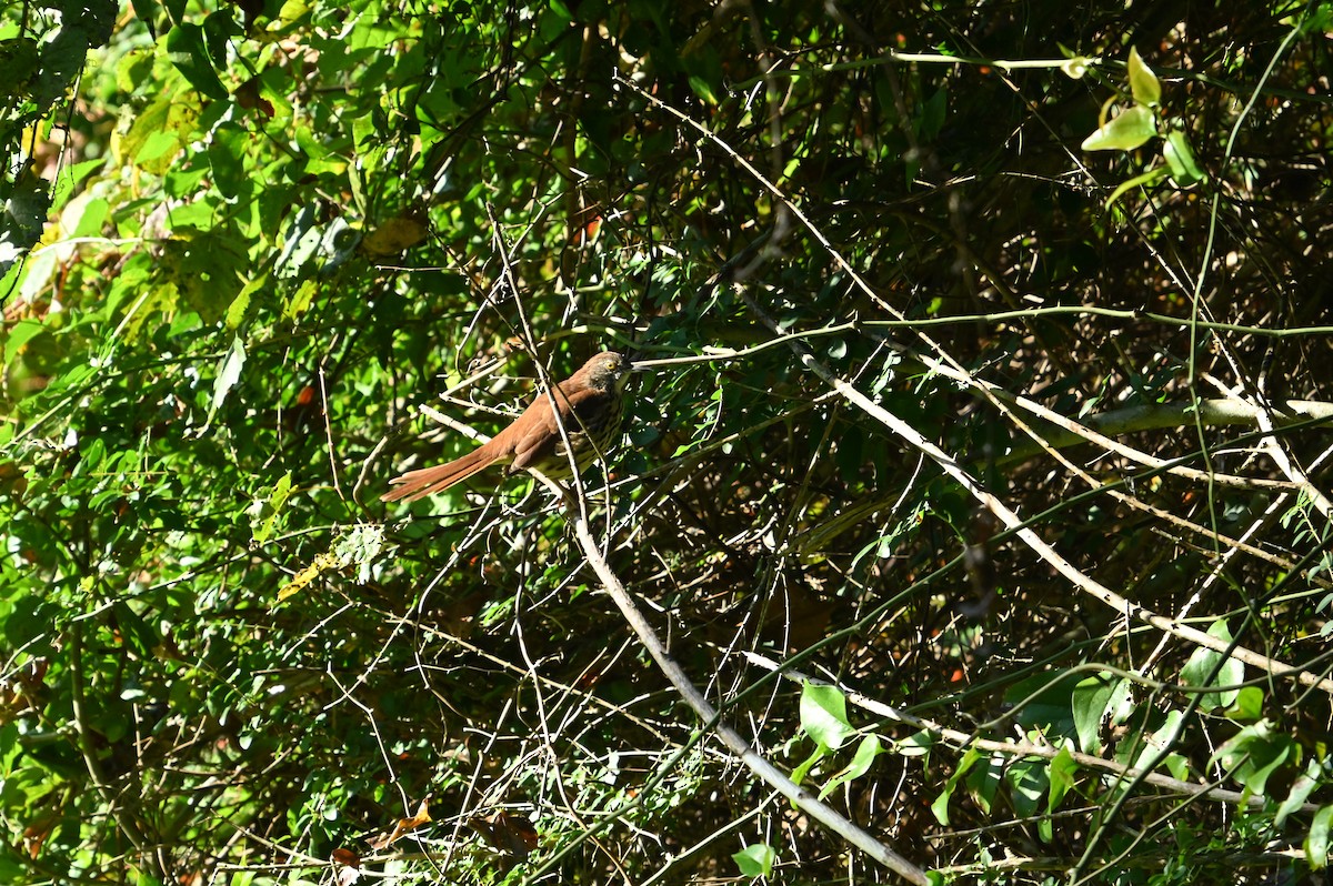 Brown Thrasher - ML641341177