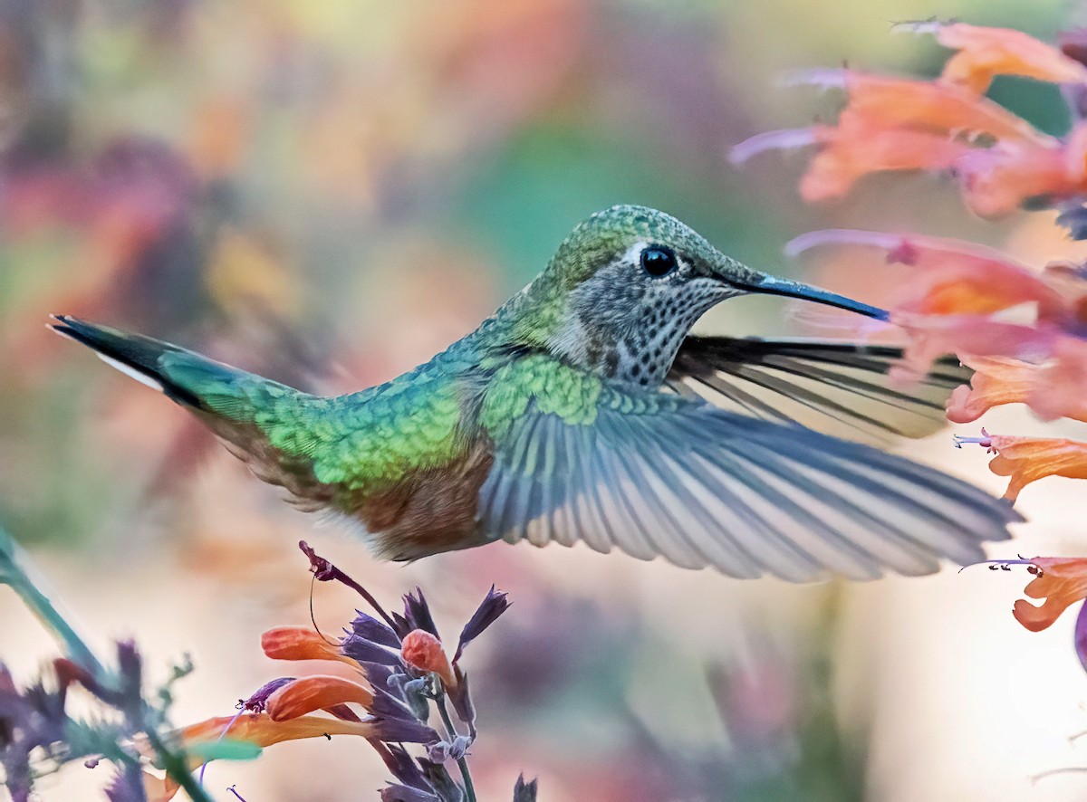 Broad-tailed Hummingbird - ML641341178