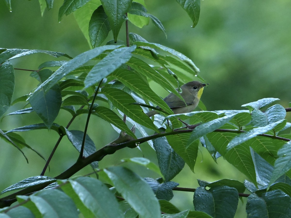 Common Yellowthroat - ML641341189