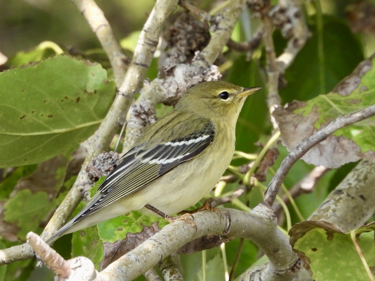 Blackpoll Warbler - ML641341195