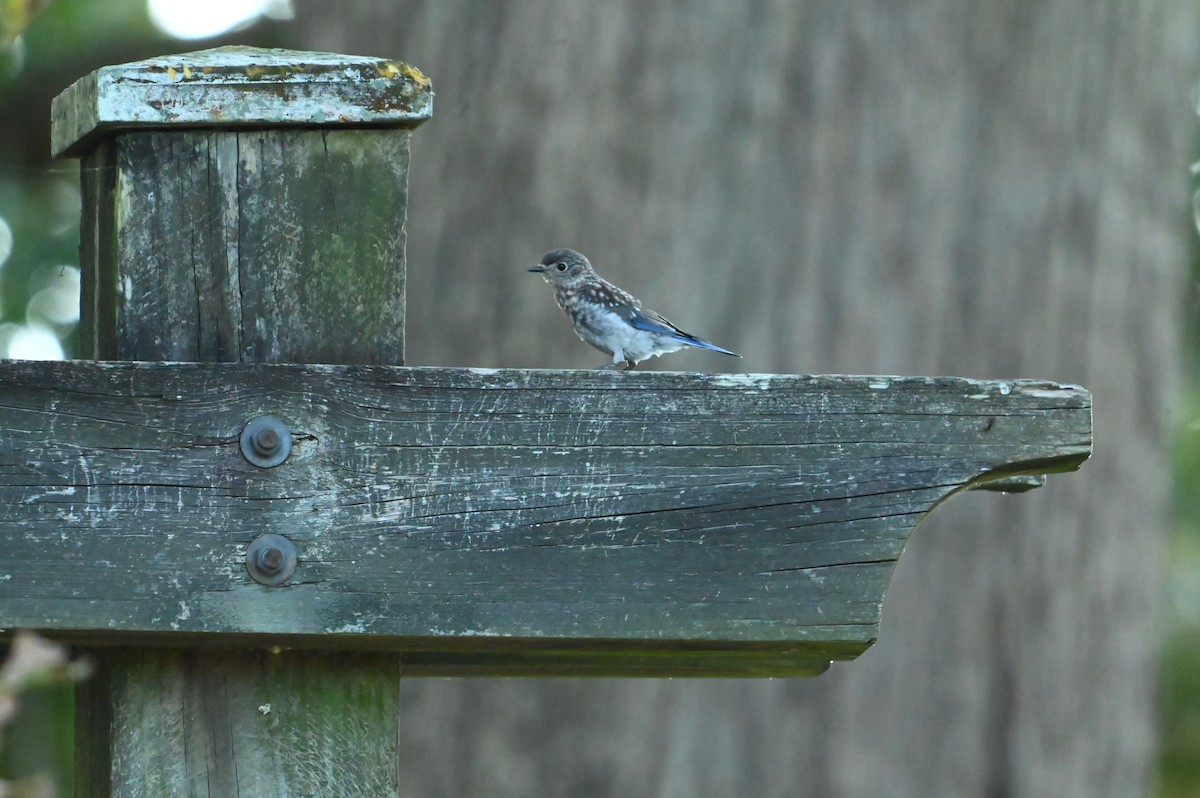 Eastern Bluebird - ML641341205