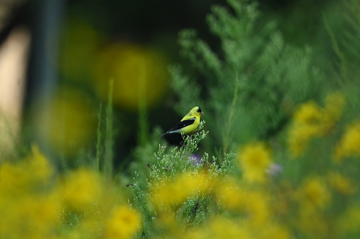 American Goldfinch - ML641341215