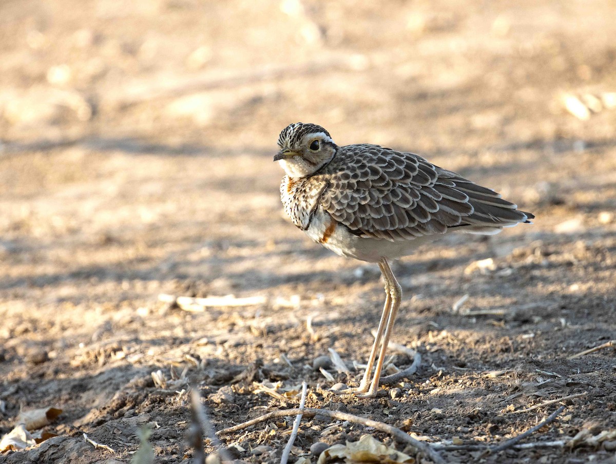 Bindenrennvogel - ML641341256