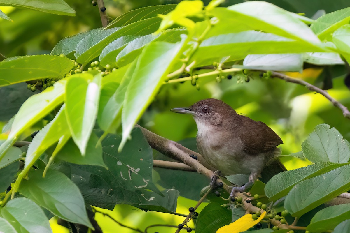 Terrestrial Brownbul - ML641341258