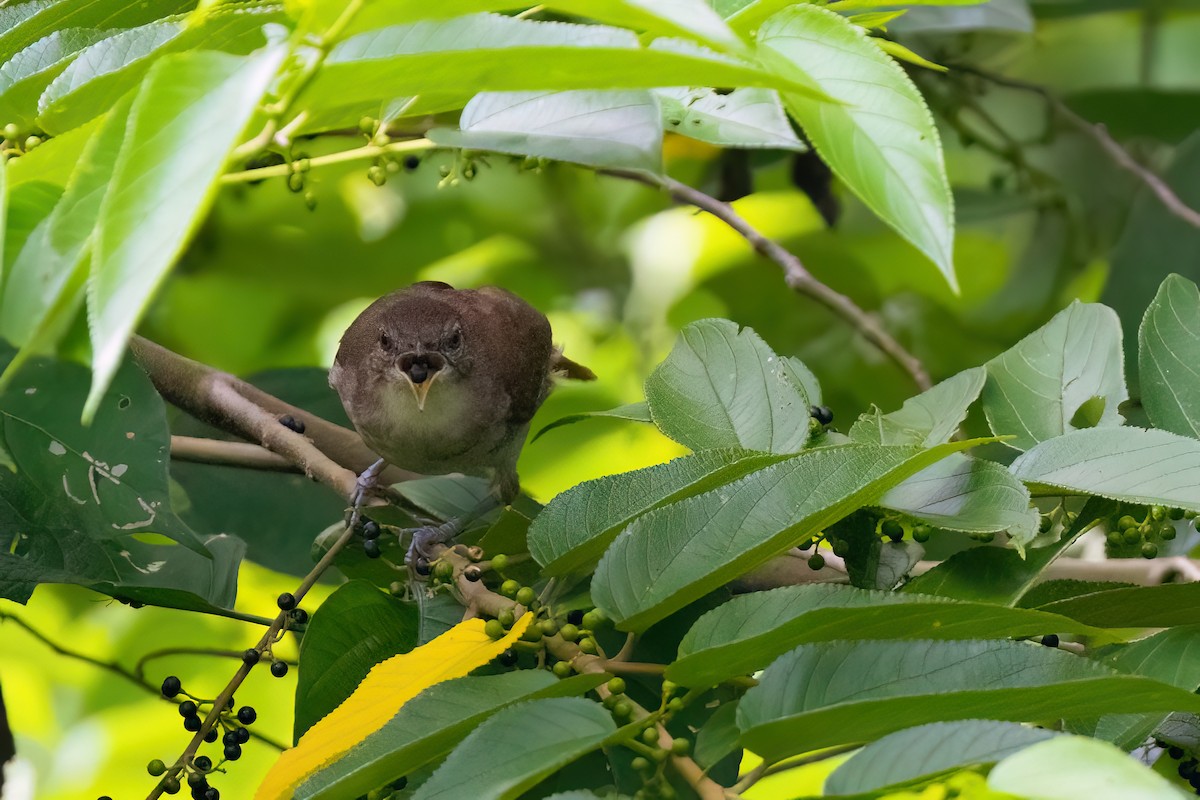 Terrestrial Brownbul - ML641341259