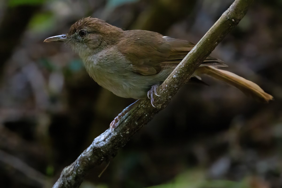 Terrestrial Brownbul - ML641341260