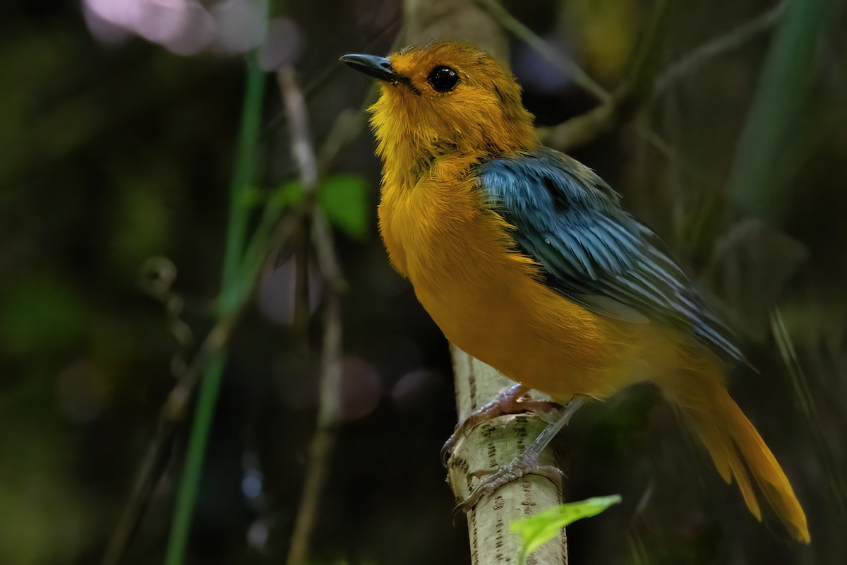 Red-capped Robin-Chat - ML641341261