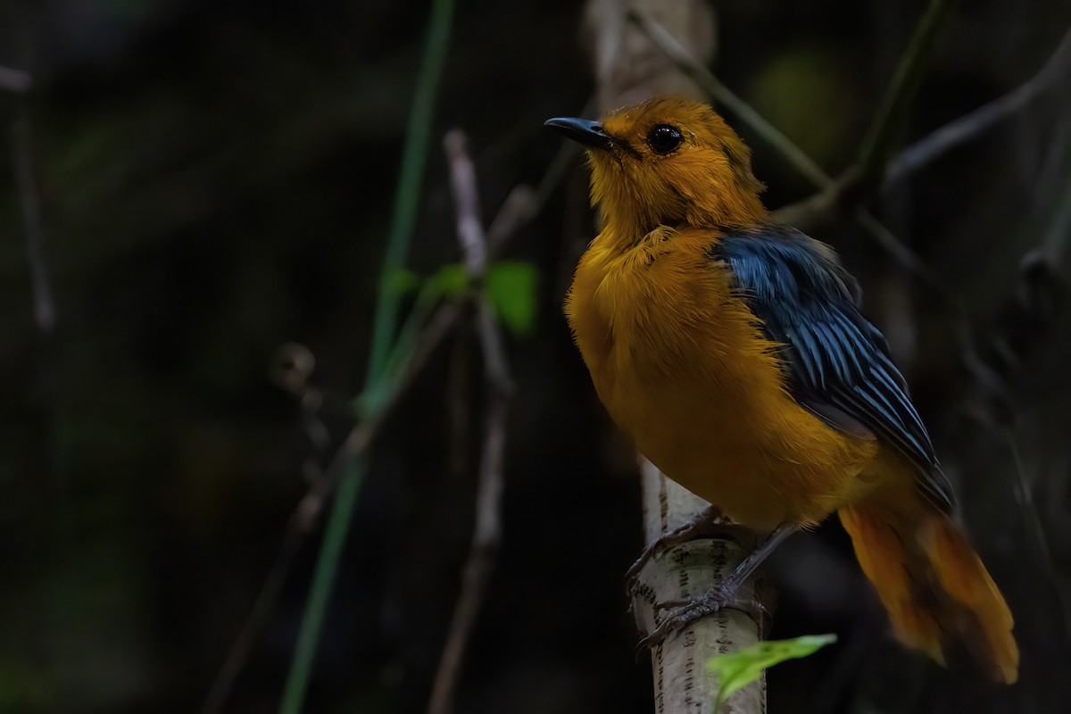 Red-capped Robin-Chat - ML641341262