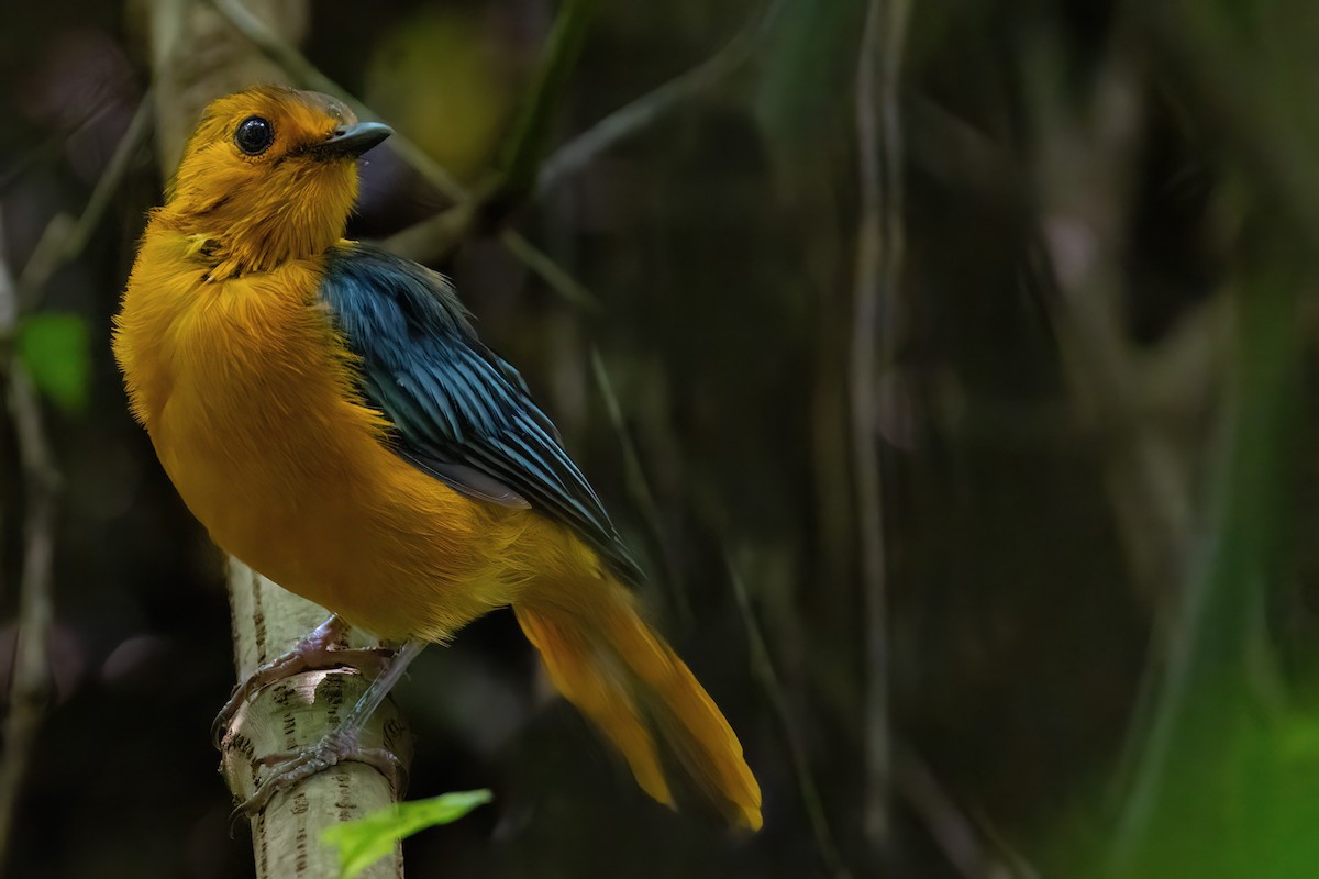 Red-capped Robin-Chat - ML641341263