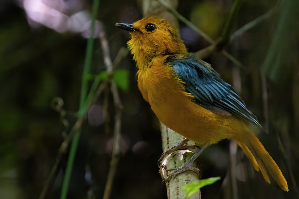 Red-capped Robin-Chat - ML641341264