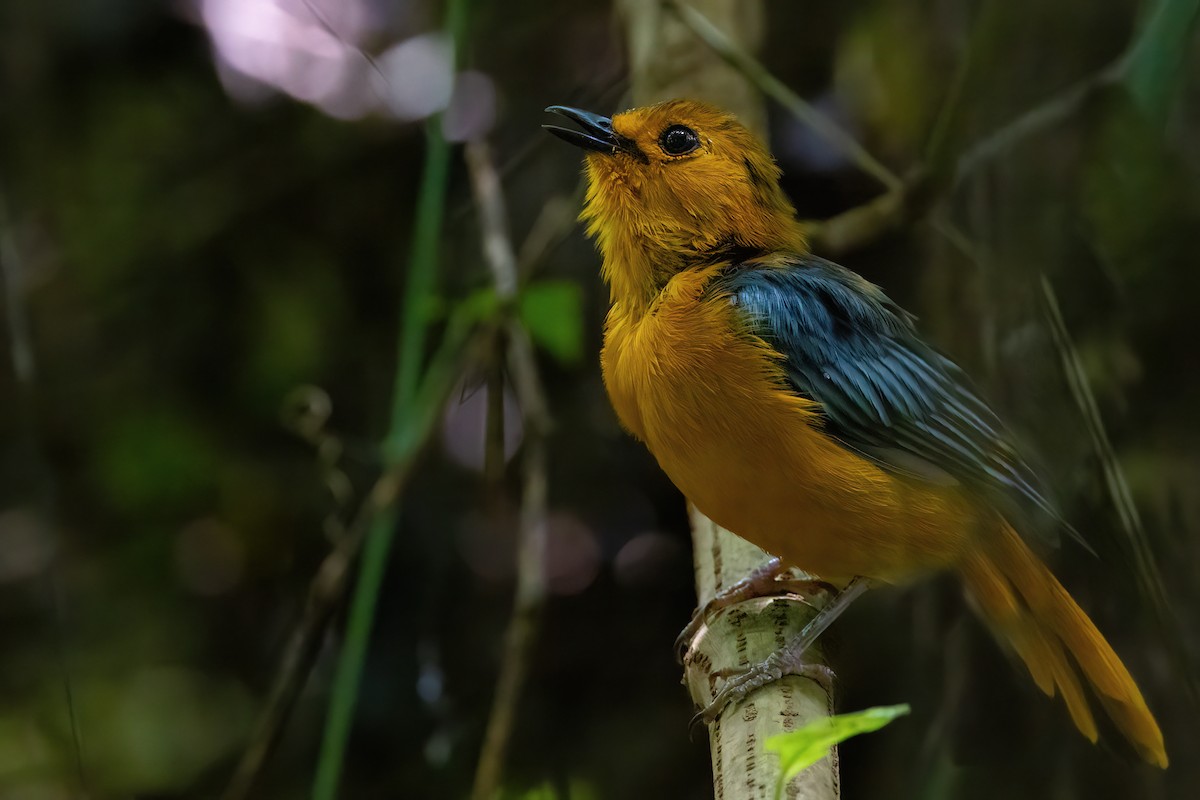 Red-capped Robin-Chat - ML641341265