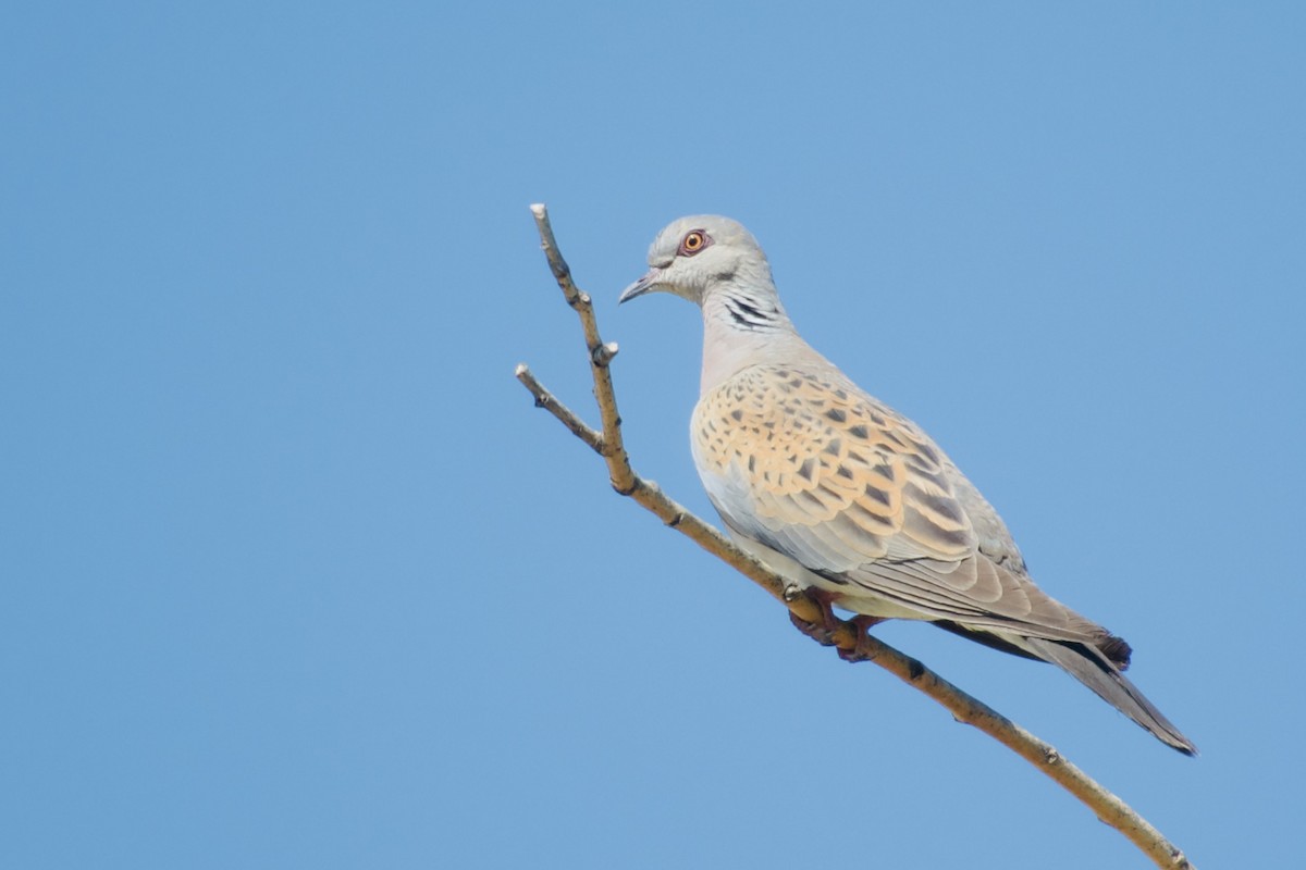 European Turtle-Dove - ML641341268