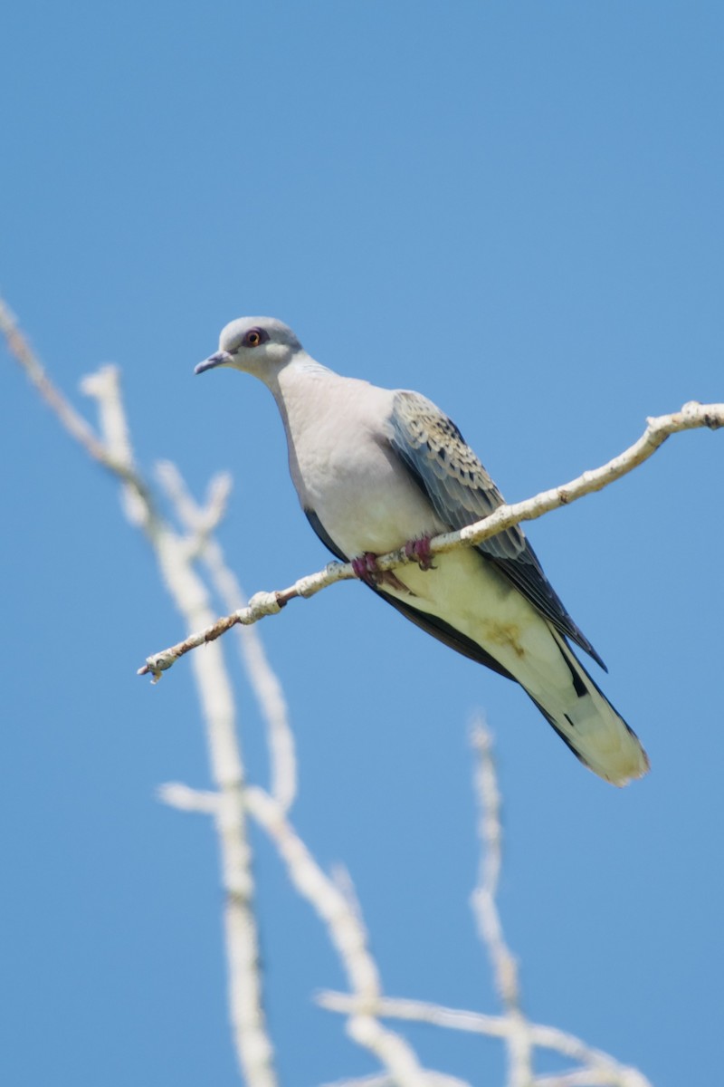 European Turtle-Dove - ML641341269