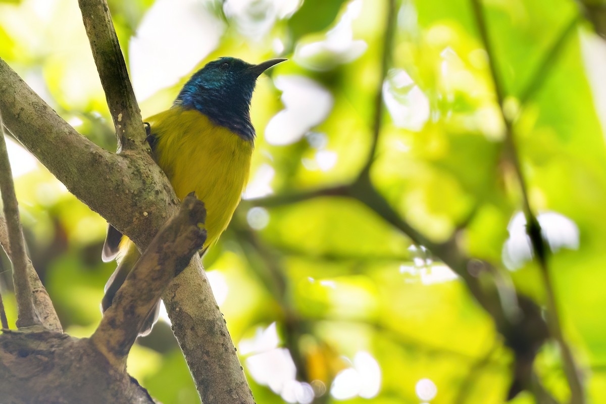 Collared Sunbird - ML641341273